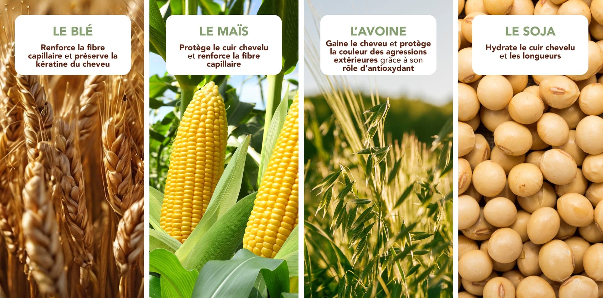 Les 4 cereales Color&Soin : ble, mais, avoine, soja